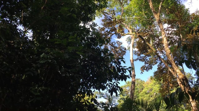 Jungle Boogie
